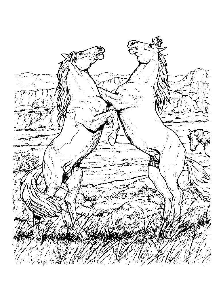 Wild Horse Pictures Free Horse Pictures To Print